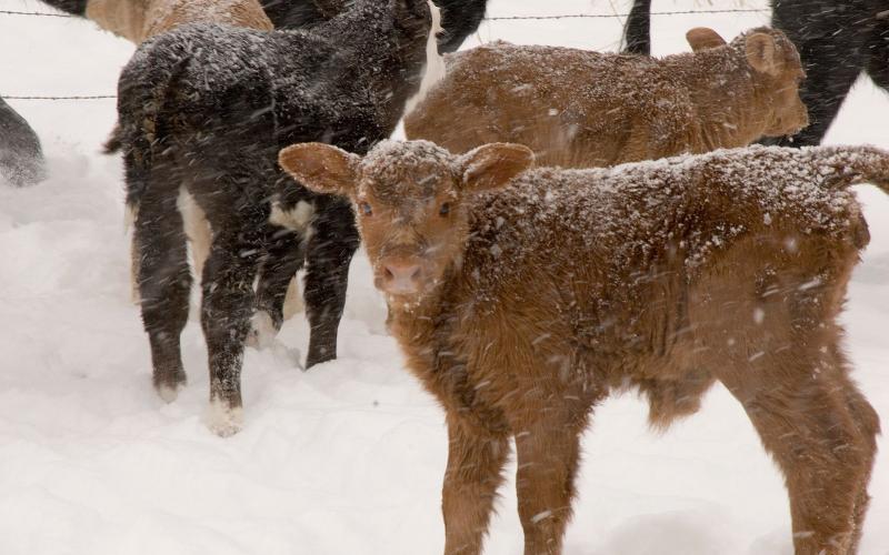 A small group of calves in a snowy pasture.