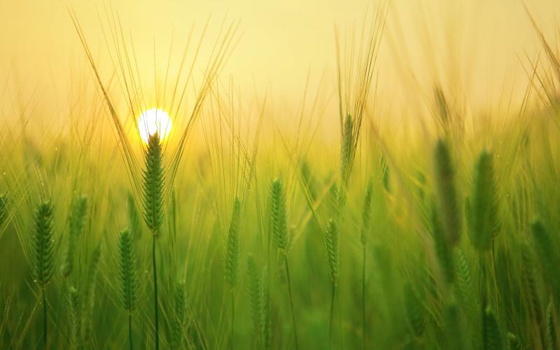 A wheat field at sunset.