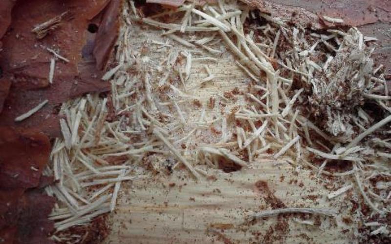 A tree trunk with sawyer beetle damage.