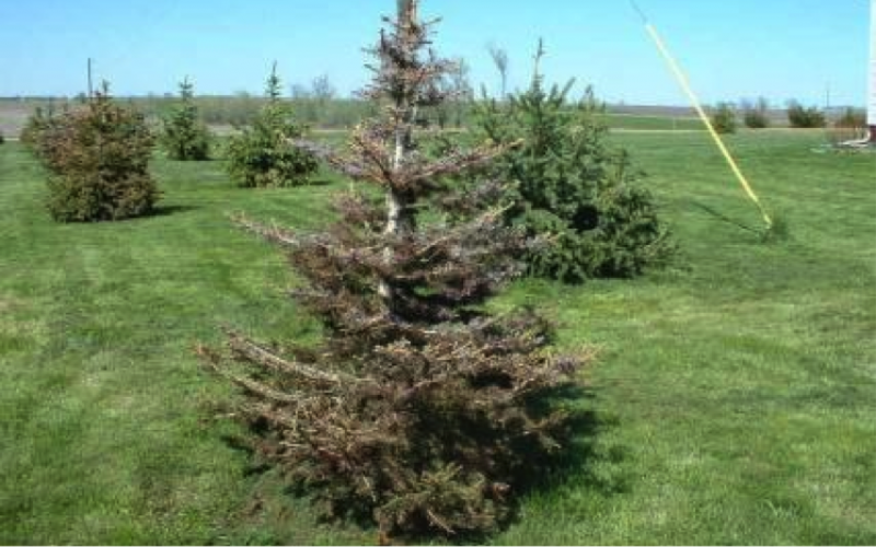 Trees growing in an re-purposed feedlot.