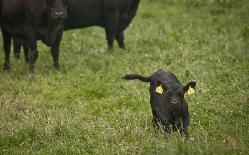 A black angus calf grazing in a green pasture.