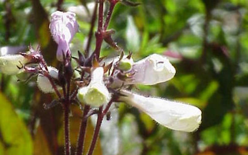 Penstemon digitalis plant.