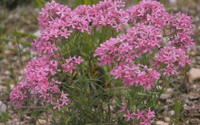 A bushy green plant with pink flowers throughout.