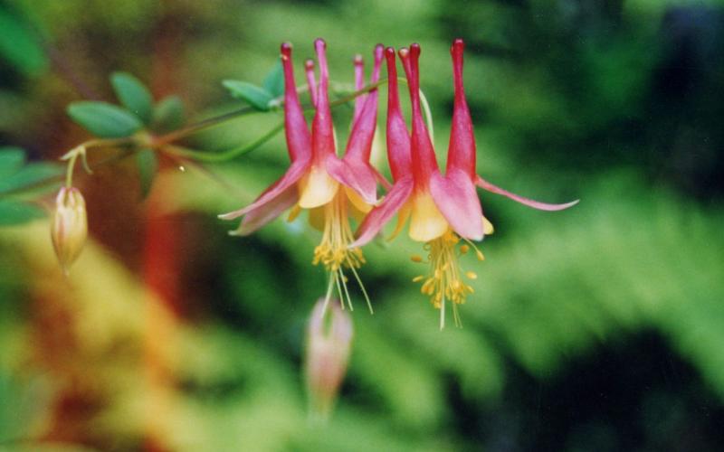 A Red Colummbine branch with several, bell-shaped pink flowers hanging from the end.
