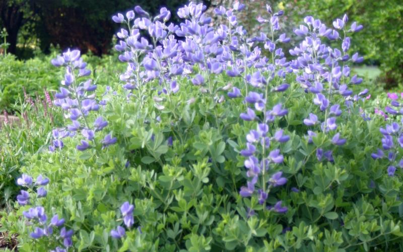 A plant with light-colored purple flowers blooming throughout