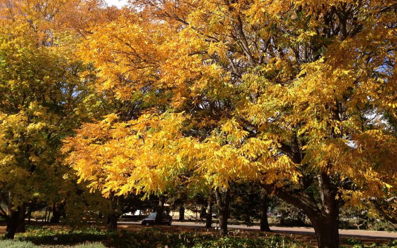 A grove of trees with bright yellow and orange leaves.