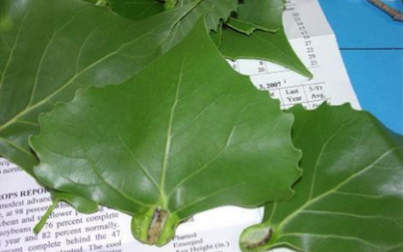 A sample of green leaves with noticable bumps at their bases.