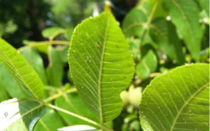 Leaves exhibiting aphid damage.