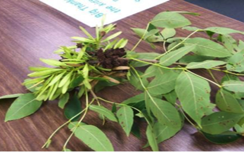 An ash tree branch with ash flower gall damage.