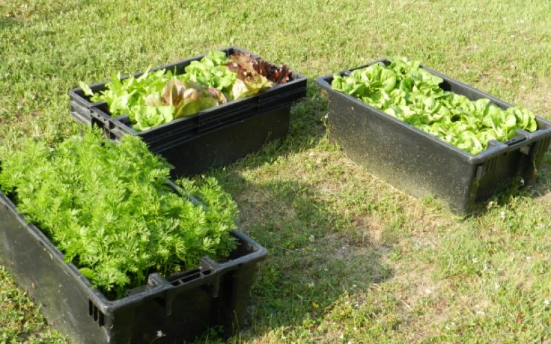 vegetables growing in three plastic tubs