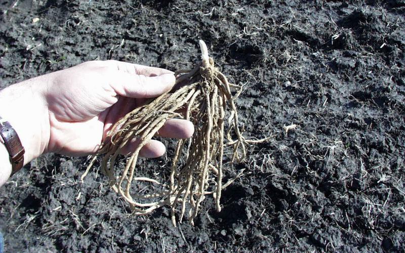 A hand holding an asparagus plant.