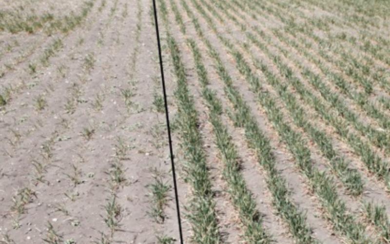 A diagram with two winter wheat plots side-by-side.