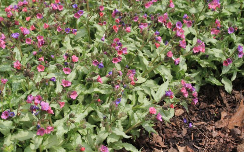 A lush plant with spoted leaves and pink and purple flowers throughout.