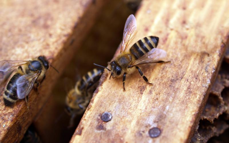 Three bees on a wooden box.