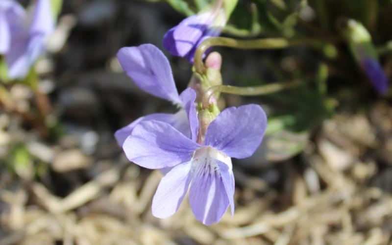 A purple flower blooming.