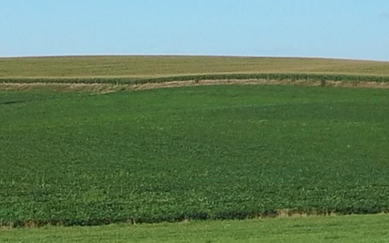 A soybean field with green soybeans and patchy yellow areas.
