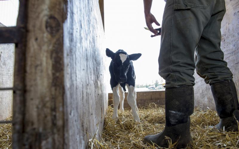 Producer approaching a young dairy calf.