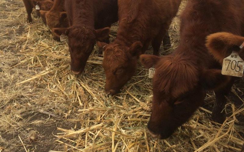 Small group of heifers grazing