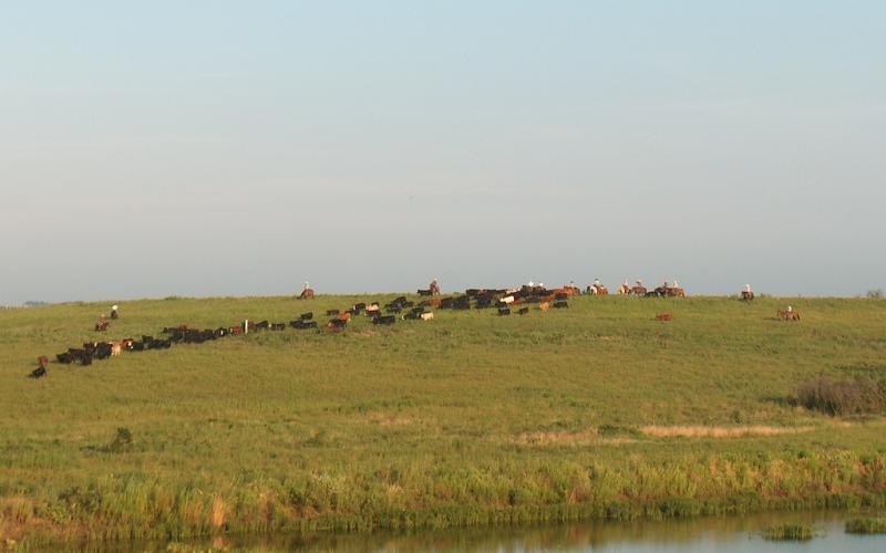 several cattlemen on horseback moving a herd of cattle at pasture