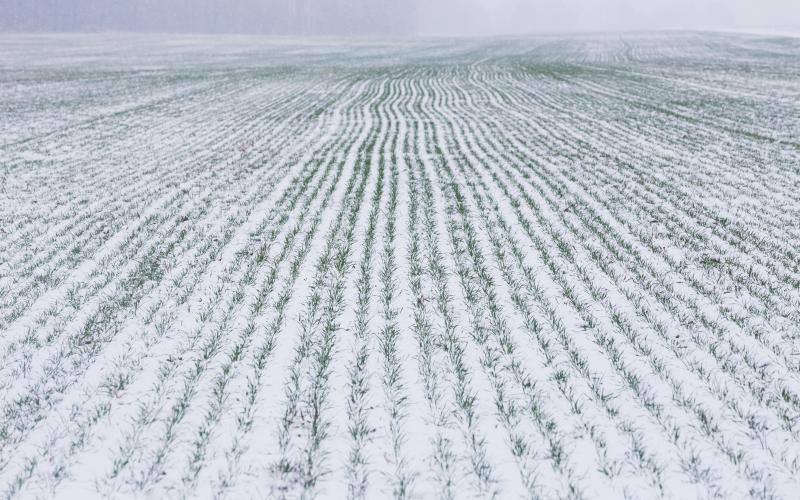 Winter wheat field covered with snow