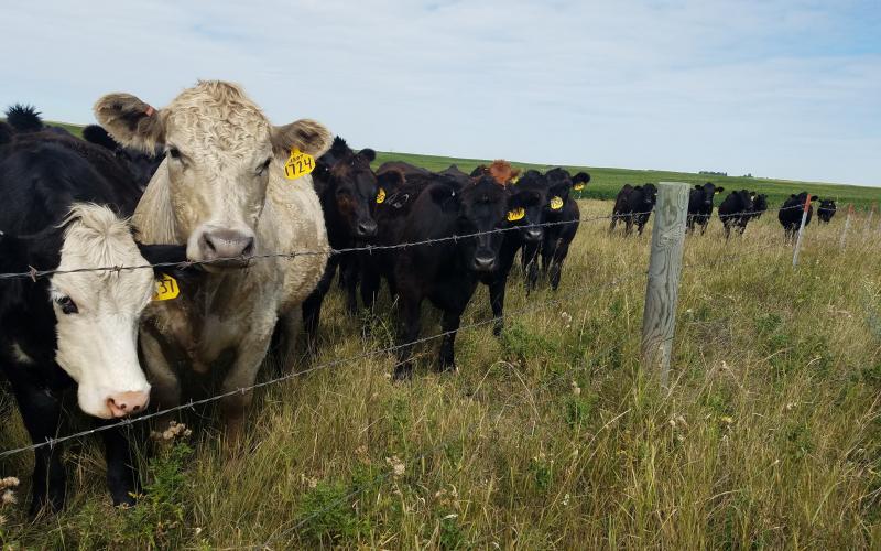 Small group of cattle eating plants near a fenceline