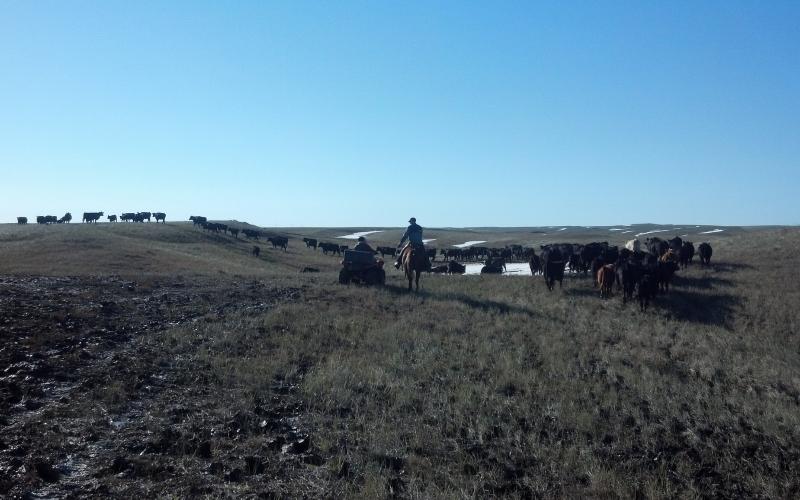 ranchers observing cattle in late winter pasture