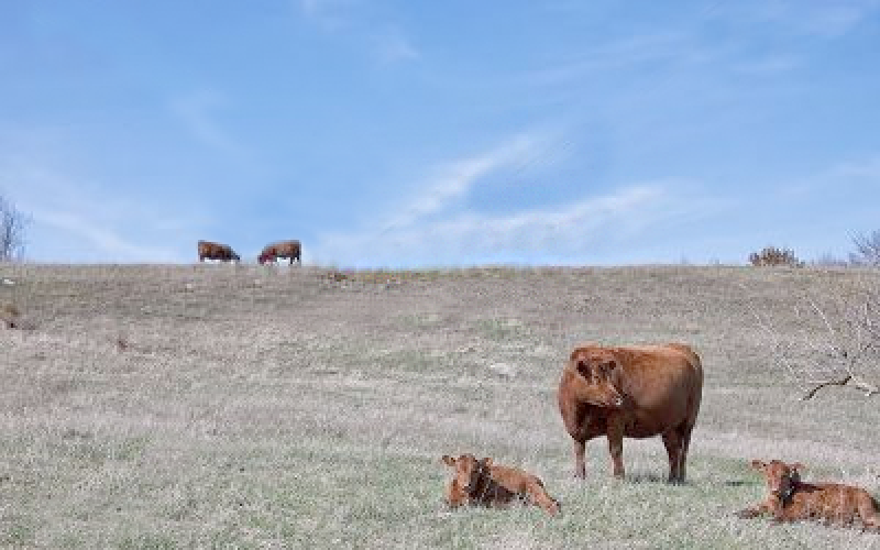 cattle grazing early spring pasture