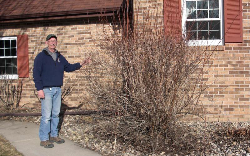 John Ball standing next to summer wine ninebark shrub