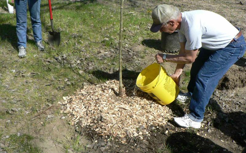 man watering newly planted tree with yellow bucket