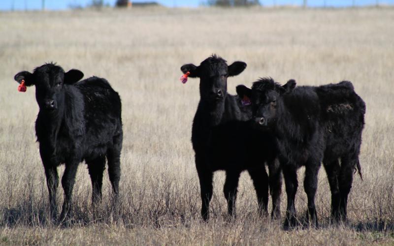 Small group of black angus cattle at pasture.
