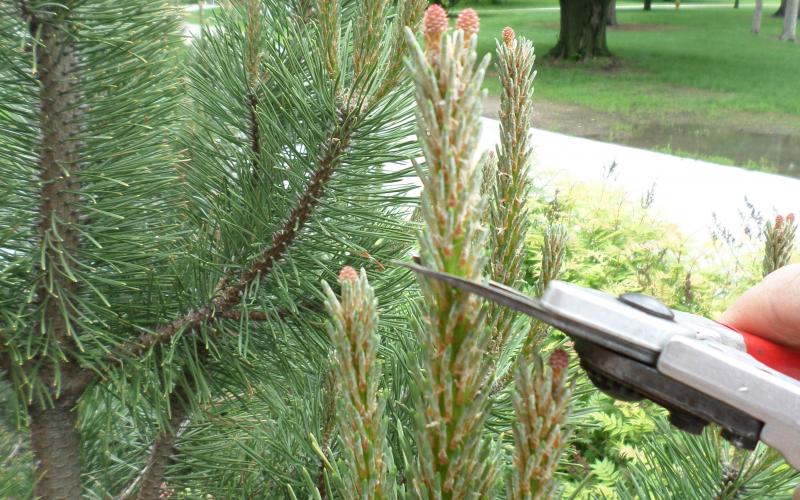 hand with shears pruning evergreen branch