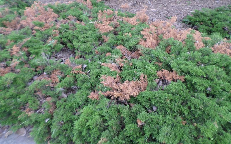 juniper greens with noticable browning on shoot tips.
