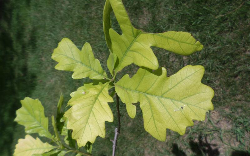 Maple leaf branch with green to yellow leaves