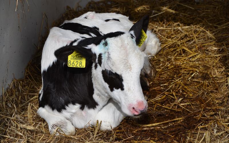 a dairy calf resting on a bed of straw