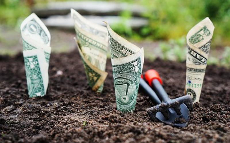 Several dollar bills sprouting from garden soil.