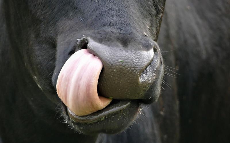 black angus cow licking its nose