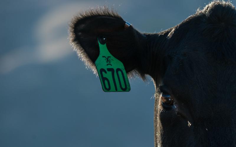 black angus cow with green tag on ear