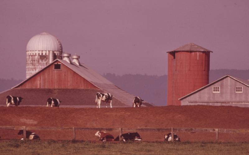 Dairy cattle on a dairy farm.