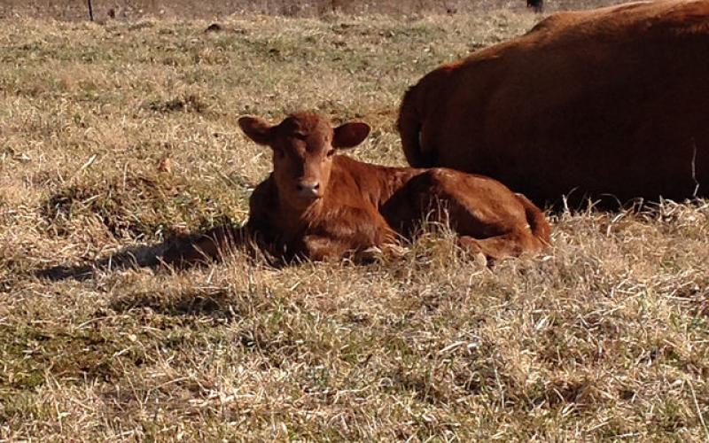 A calf resting next to its mother in a dry pasture.