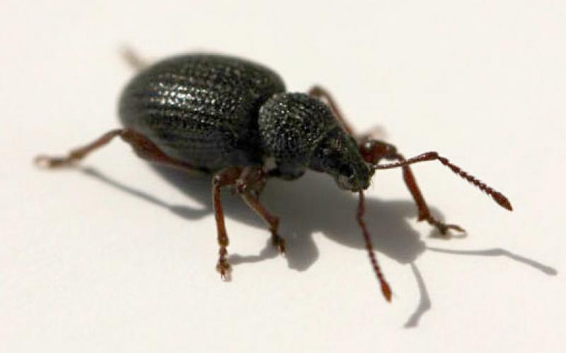 black insect sitting on white background
