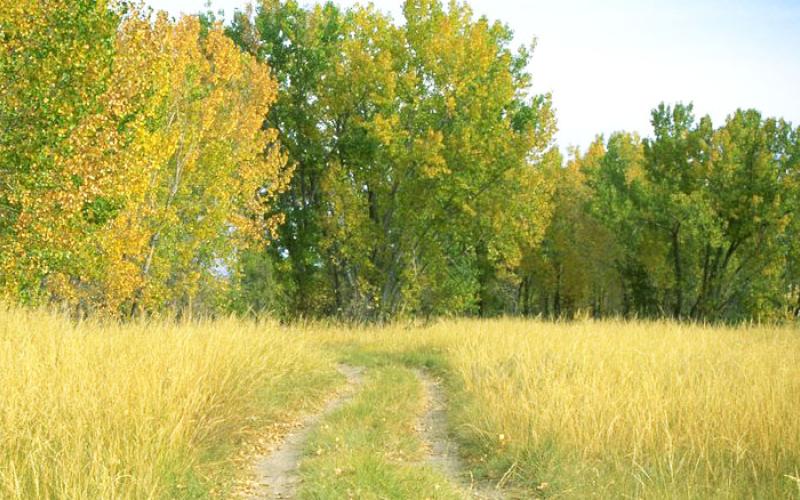 grove of trees with noticable yellowing and browning on leaves