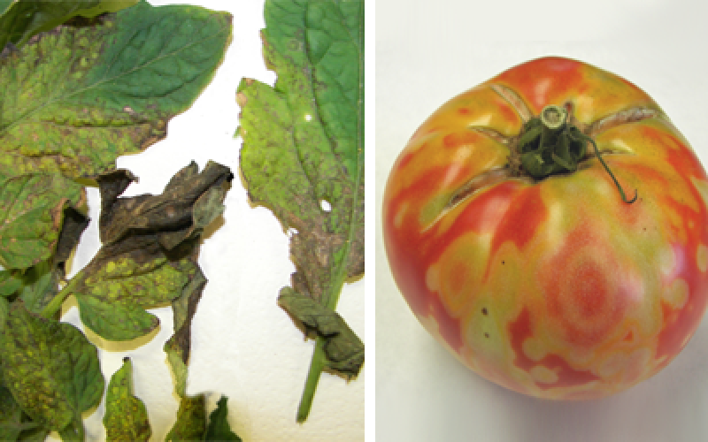 Tomato spotted wilt virus symptoms