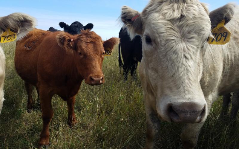 Small group of cattle at pasture.