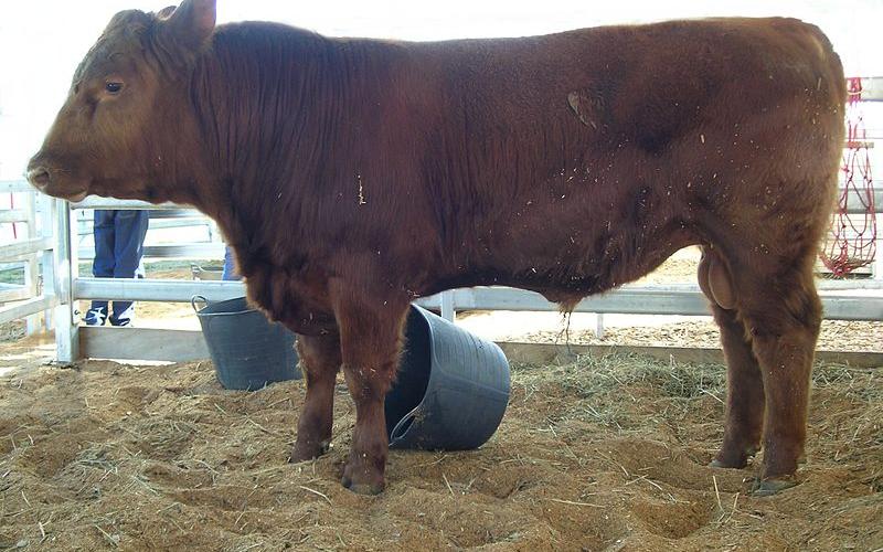 A beef bull.