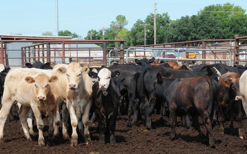 Mixed cattle in feedlot