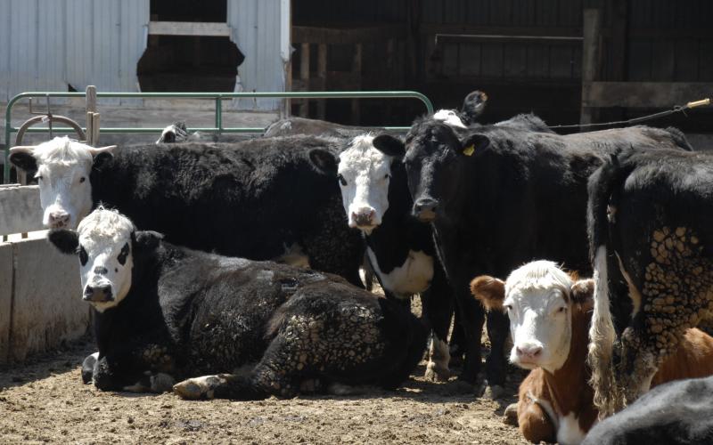 small group of cattle resting near feed bunk