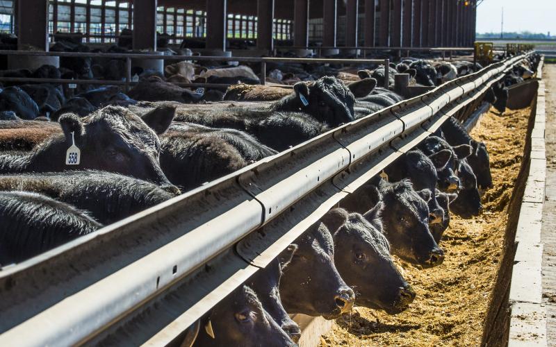 herd of cattle at feed bunk