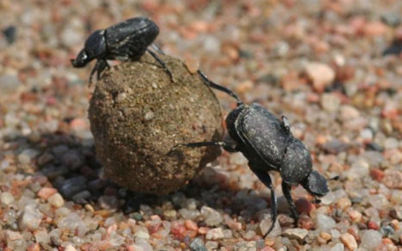 two black beetles rolling a ball of dung