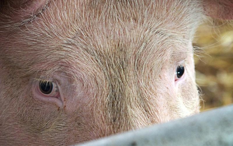 closeup of a pig's face, focused on its eyes