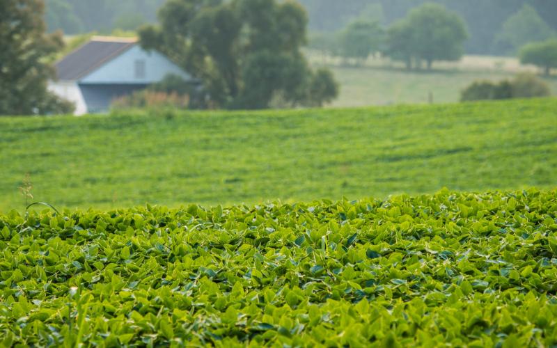 a sprawling soybean field with a farm in the background
